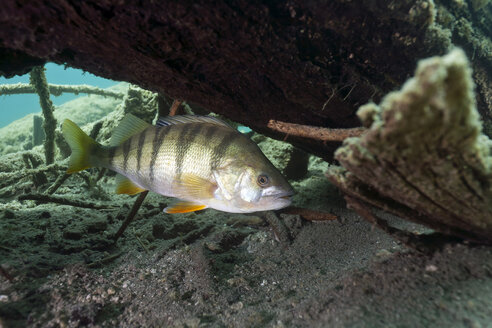 Österreich, Tirol, Europäischer Barsch im Blindsee - ZC000299