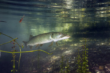 Germany, Bavaria, Northern Pike in a lake - ZC000301