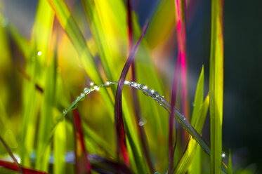 Red baron, Imperata cylindrica, with water drops in the morning - FRF000331