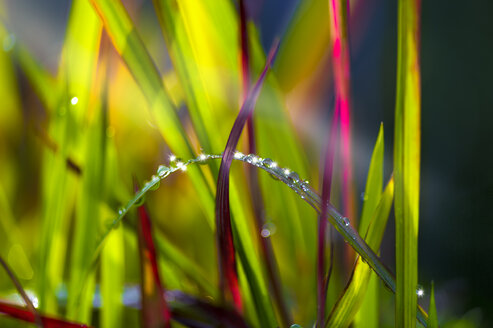 Roter Baron, Imperata cylindrica, mit Wassertropfen am Morgen - FRF000331