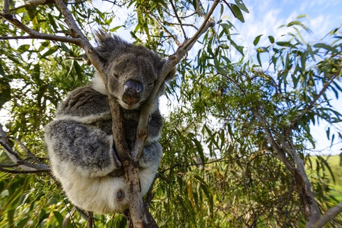 Australien, Koala - TOVF000025