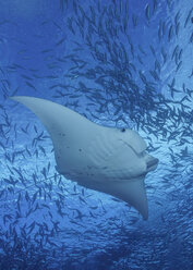 Micronesia, Palau, Manta alfredi - TOVF000024