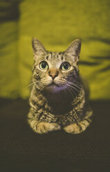 Porträt einer getigerten Katze, die zu Hause auf der Couch liegt - RAEF000461