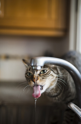 Tabby cat drinking water from the faucet in the kitchen stock photo