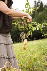 Frau erntet Kartoffeln von Hand - MIDF000622