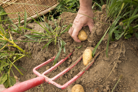 Mann erntet Kartoffeln von Hand, lizenzfreies Stockfoto