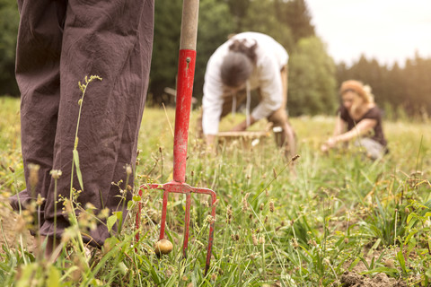 Three people harvesting potatoes by hand stock photo