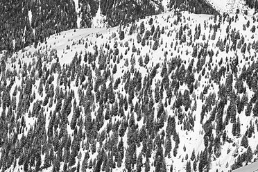 Österreich, Tirol, Ischgl, Bäume in Winterlandschaft - ABF000654