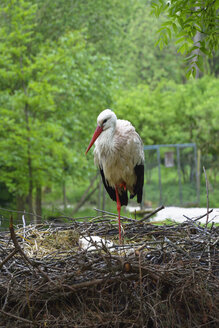 Porträt eines Storchs, der auf einem Bein in seinem Nest steht - AXF000768