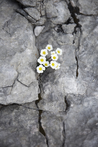 Österreich, Wilder Kaiser, kleine Blumen, die aus einem Felsen wachsen, lizenzfreies Stockfoto