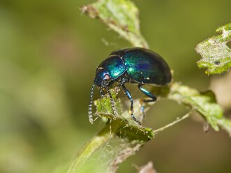 Chrysolina coerulans auf Mentha - ZCF000305