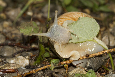 Essbare Schnecke, Helix pomatia - ZCF000306