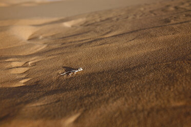Algerischer Sandgecko, Tropiocolotes steudneri, auf Sand - ZCF000307