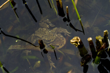 Erdkröten, Bufo bufo, bei der Paarung im Wasser - ZCF000309