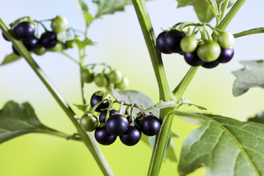 Schwarzer Nachtschatten, Solanum nigrum, giftige Pflanze, reife und unreife Beeren - CSF026291