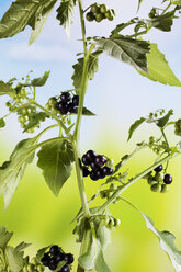 Schwarzer Nachtschatten, Solanum nigrum, Giftpflanze - CSF026292