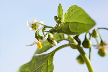 Schwarzer Nachtschatten, Solanum nigrum, giftige Pflanze, Blüten - CSF026294