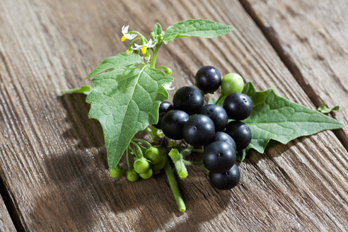 Schwarzer Nachtschatten, Solanum nigrum, auf Holz - CSF026295