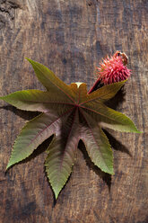 Rizinusöl, Ricinus communis, Blatt und Frucht auf Holz - CSF026284