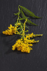 Goldrute, Solidago, Blüten, Heilpflanze - CSF026286