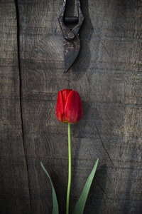 Rote Tulpe und Astschere auf Holz - ASF005686