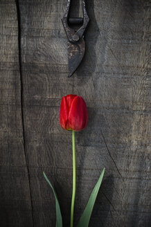 Rote Tulpe und Astschere auf Holz - ASF005686