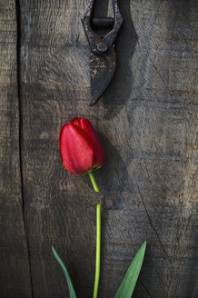 Rote Tulpe auf Holz, Schere, Blütenkopf, Schnitt - ASF005685