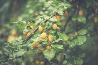 Twigs with mirabelles - ASCF000388