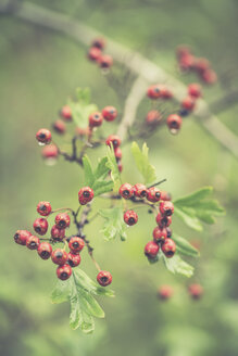 Dogrose with fruits in autumn - ASCF000386