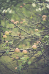 Zweige mit Äpfeln im Herbst - ASCF000385