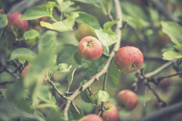 Zweige mit Äpfeln im Herbst - ASCF000384