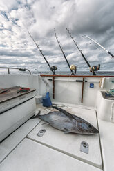 Spanien, Asturien, Thunfisch auf Fischerboot - MGOF000698