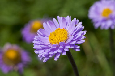 Deutschland, Chiemgauer Alpen, Blüte der Alpen-Aster - SIEF006785