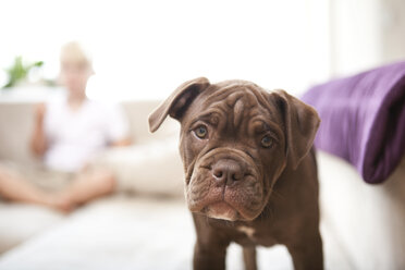 Porträt der Olde English Bulldogge auf der Couch stehend - MFRF000387