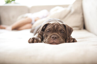 Porträt der Olde English Bulldogge, die auf der Couch schlummert - MFRF000388