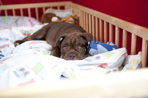 Olde English Bulldogge entspannt in einem Kinderbett - MFRF000407