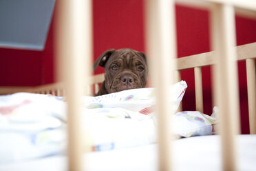Olde English Bulldogge entspannt in einem Kinderbett - MFRF000412