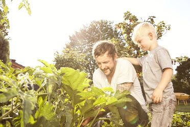 Vater und sein kleiner Sohn ernten Zucchini - MFRF000437