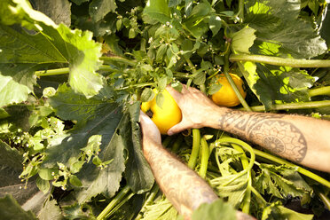 Männerhände bei der Ernte gelber Zucchini - MFRF000438