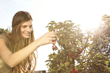 Smiling woman harvesting red currants - MFRF000440