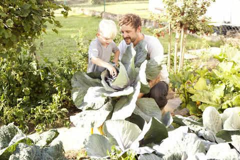 Father and his little son harvesting red cabbage stock photo