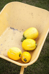 Four yellow courgette lying in a wheelbarrow - MFRF000448