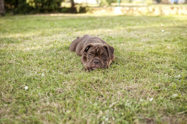 Olde English Bulldogge lying on the meadow - MFRF000449