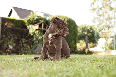 Portrait of Olde English Bulldogge sitting on the meadow - MFRF000460