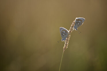 Two Common blue hanging on a spike - MJOF001080
