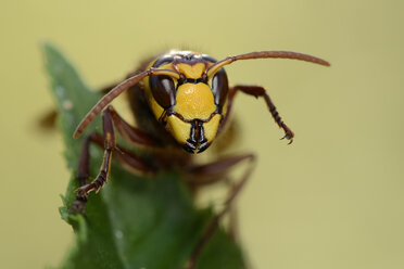 Portrait of European hornet - MJOF001078