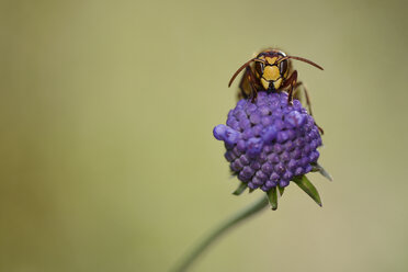 Europäische Hornisse auf einer violetten Blüte - MJOF001077