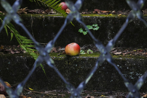 Apfel liegt auf einer moosbewachsenen Stufe - JTF000691