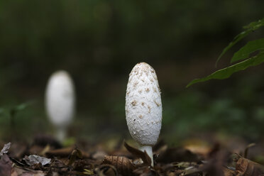 Deutschland, weißer Pilz im Wald - JTF000688