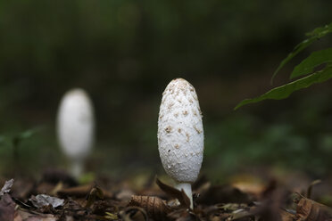 Germany, white mushroom in the woods - JTF000688